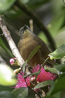 Ashy-headed laughingthrush in Sinharaja Forest Reserve 8W0A7974.jpg