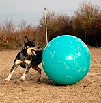 En australian cattle dog som tävlar i treibball.