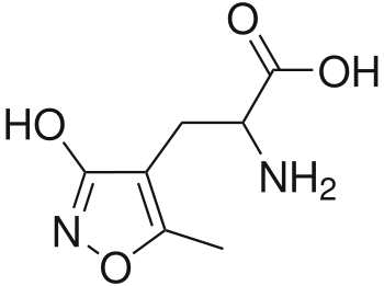 AMPA, a synthetic agonist of the AMPAR.