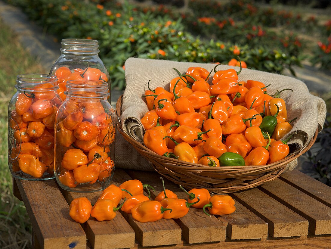 Chile habanero de Yucatán