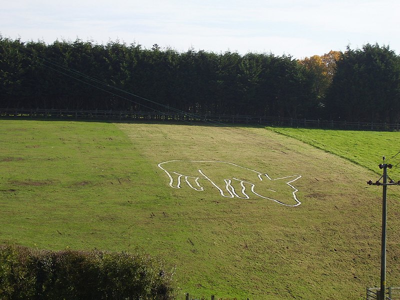 File:A Donkey in a field - geograph.org.uk - 2139380.jpg