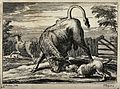 A bull and a bulldog, etching by F. Barlow, circa 17th century A.D..