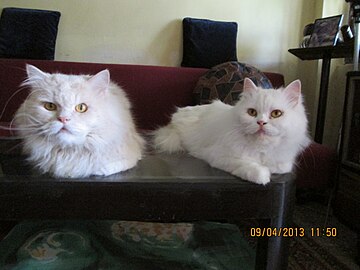 A pair of 'Traditional Cat Models'..JPG