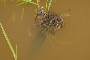 Rã-Quatro-Olhos: Taxonomia, Distribuição e conservação, Descrição