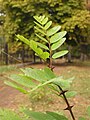 Акация белая Robinia pseudoacacia - Белая акация (Робиния лжеакация)