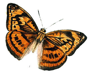 <i>Abrota ganga</i> Sole species in brush-footed butterfly genus Abrota