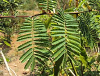 Acacia catechu 03.JPG