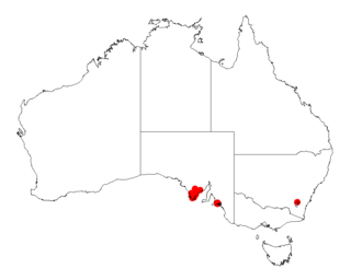 <i>Acacia pinguifolia</i> Species of legume