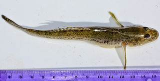 <i>Acanthogobius flavimanus</i> Species of fish