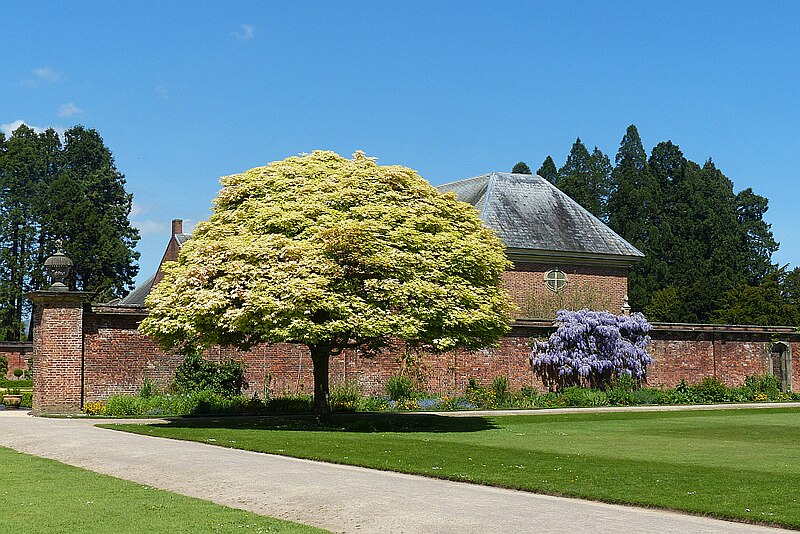 File:Acer brilliantissimum and wisteria, Tredegar House gardens, Newport - geograph.org.uk - 5777264.jpg