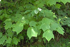 Acer pensylvanicum foglie.jpg