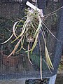 Acianthera octophrys