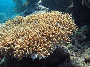 Описание изображения Acropora donei, Masig.jpg.