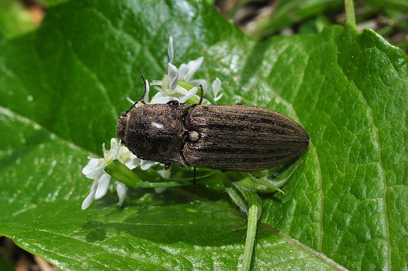 File:Actenicerus sjaelandicus (striped variaiton) (8920375479).jpg