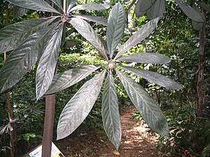 Actinodaphne malaccensis - détail des feuilles (partie supérieure).JPG