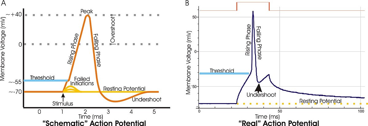 action potential graph labeled