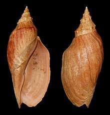 Adelomelon beckii 38a.jpg