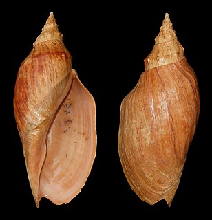 <i>Adelomelon</i> genus of molluscs