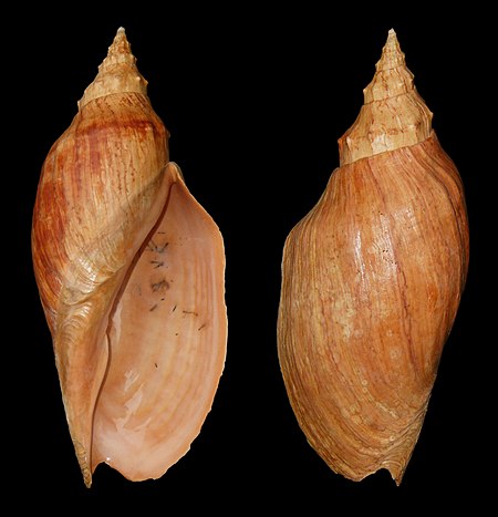 Adelomelon