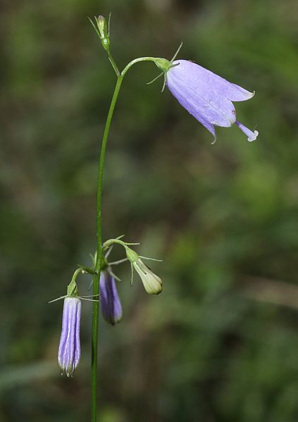 File:Adenophora triphylla var japonica (side).JPG