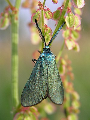 Dock green ram (Adscita statices), male