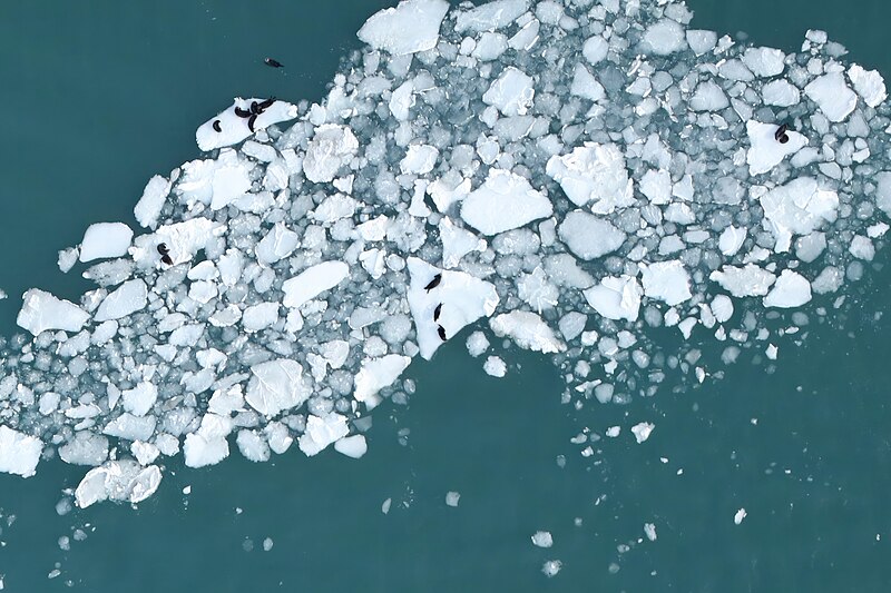 File:Aerial Sea Otter Study - 53206800365.jpg