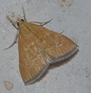 <i>Aethiophysa</i> Genus of moths