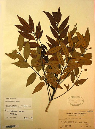 <i>Aglaia elliptica</i> Species of flowering plant