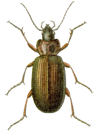 <i>Agonum gracilipes</i> Species of beetle