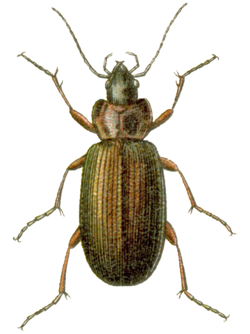 Agonum gracilipes