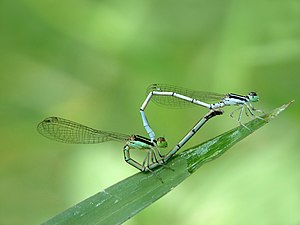 White dartlet Agriocnemis pieris mating pair