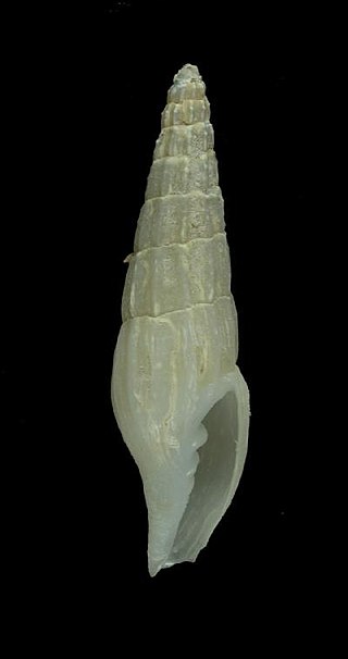 <i>Alisimitra samadiae</i> Species of gastropod