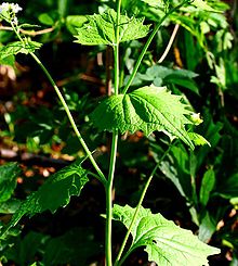 Alliaria petiolata ENBLA01.jpg