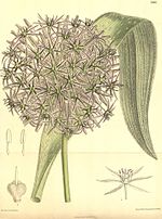 Miniatura para Allium cristophii