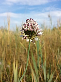 Description de l'image Allium suaveolens sl1.jpg.