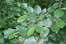 Alnus incana 1.jpg