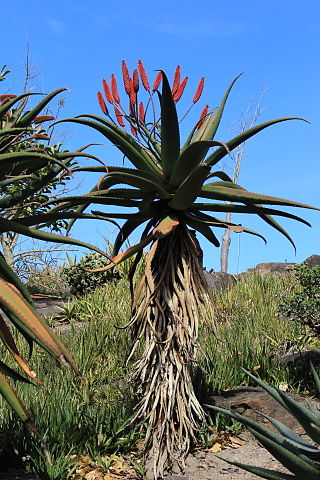 <i>Aloe excelsa</i> Species of plant in the family Asphodelaceae