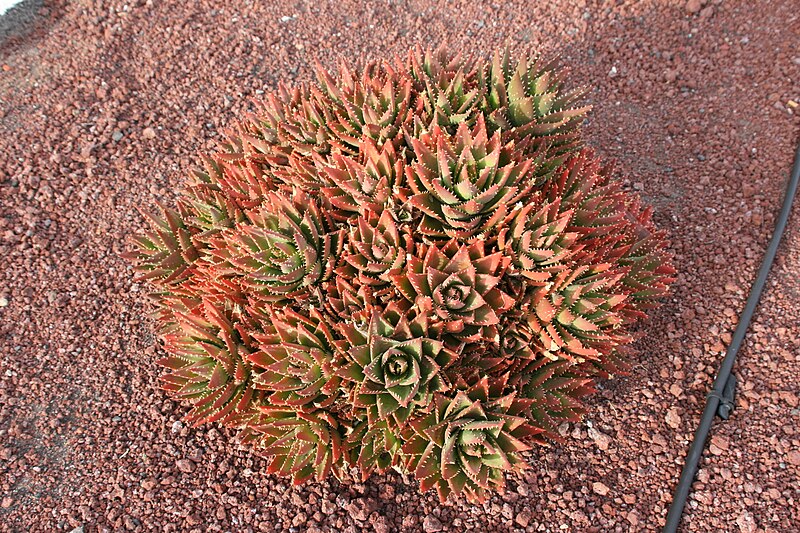 File:Aloe hybrid - possibly brevifolia x perfoliata 2.jpg