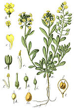 Thumbnail for Alyssum montanum