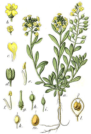 Alyssum montanum Sturm20.jpg