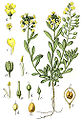 Alyssum montanum plate 20