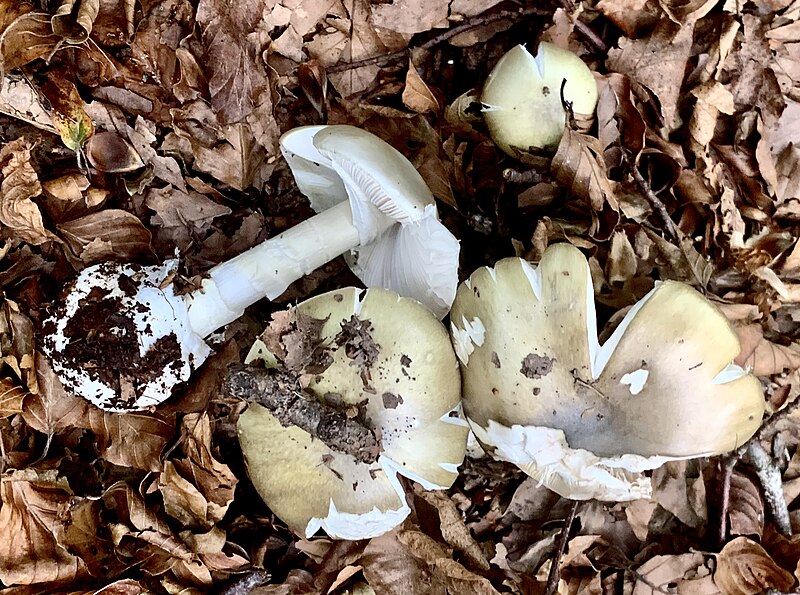 File:Amanita phalloides 9.jpg