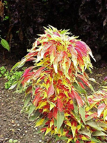 Amaranthus tricolor