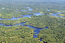 rainforest - Wikipedia