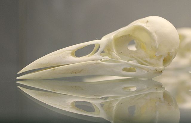 The skull of an American crow