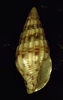 <i>Costoanachis sparsa</i> species of mollusc