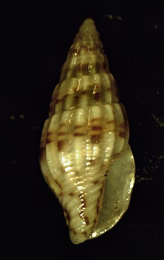 <i>Costoanachis sparsa</i> Species of gastropod