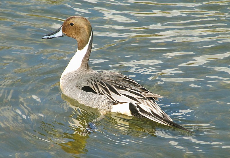 File:Anas acuta Northern Pintail Шилохвость Самец 01.jpg