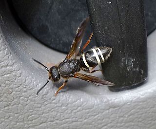 <i>Ancistrocerus scoticus</i> Species of wasp