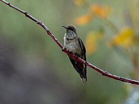 Colibrí estrella de montaña garganta azul (Oreotrochilus estella)